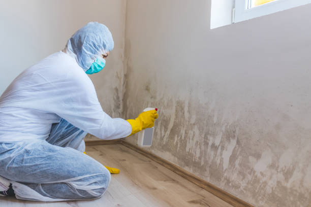 Licensed Commercial Mold Remediation service in Laingsburg, MI - WQB Mold Removal
