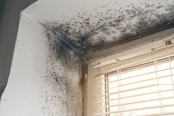 Affordable Commercial Mold Remediation solutions in Laingsburg, MI